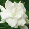 August Beauty Gardenia - 1 Gallon Pot