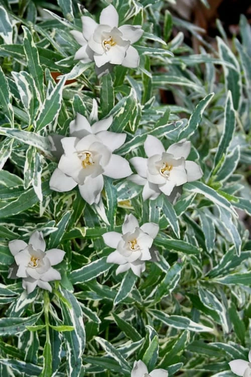 Variegated Creeping Dwarf Gardenia - 6 Pack Of 1 Gallon Pots