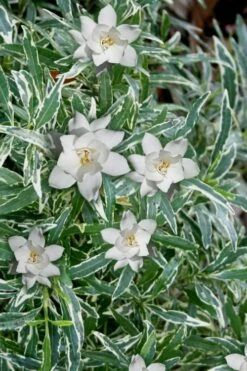 Variegated Creeping Dwarf Gardenia - 1 Gallon Pot