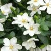 Hardy Fragrant Daisy Gardenia Bush - 2.5 Quart Pot