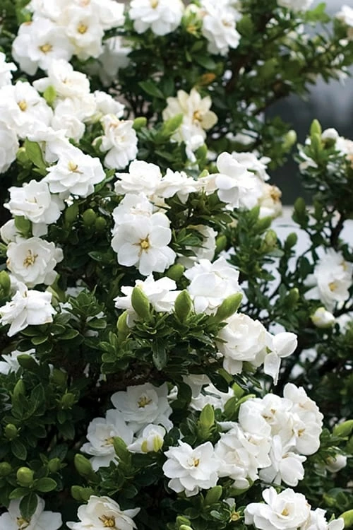 Double Mint Gardenia - 2 Gallon Pot - Image 4