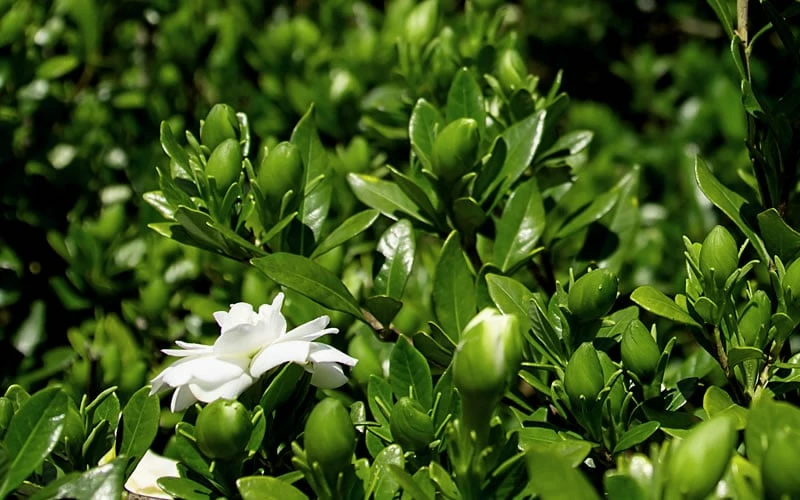 Double Mint Gardenia - 2 Gallon Pot - Image 6
