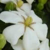 Heaven Scent Gardenia - 1 Gallon Pot