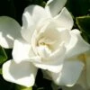 Jubilation Gardenia - 5 Gallon Pot