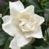 Sweet Tea Gardenia - 3 Gallon Pot