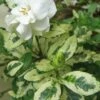 Variegated Gardenia - 1 Gallon Pot