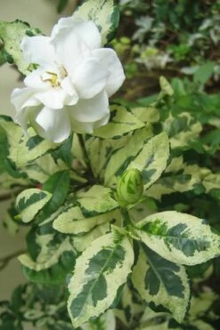 Variegated Gardenia - 1 Gallon Pot