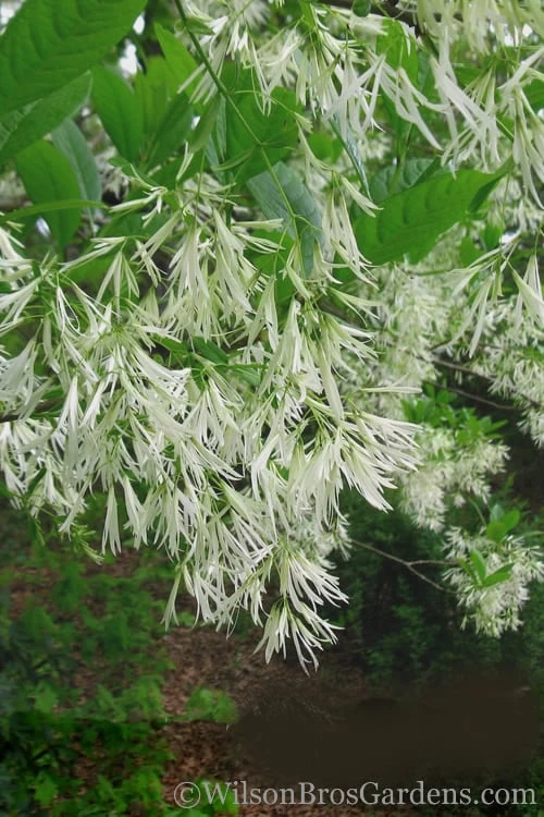 Grancy Graybeard - White Fringe Tree - 1 Gallon Pot - Image 6