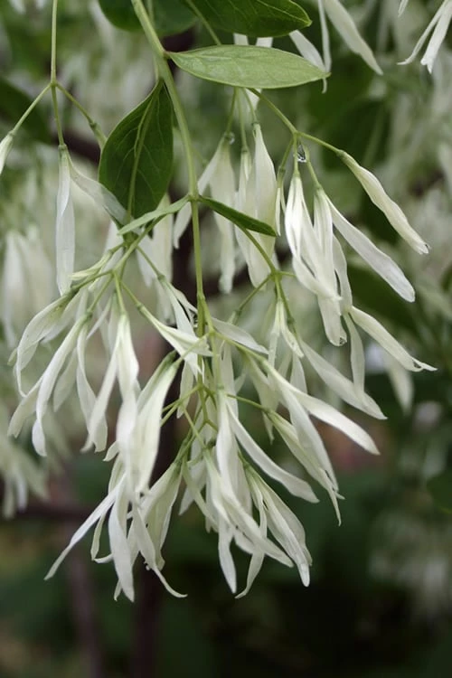 Grancy Graybeard - White Fringe Tree - 1 Gallon Pot - Image 5