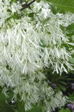 Grancy Graybeard - White Fringe Tree - 1 Gallon Pot