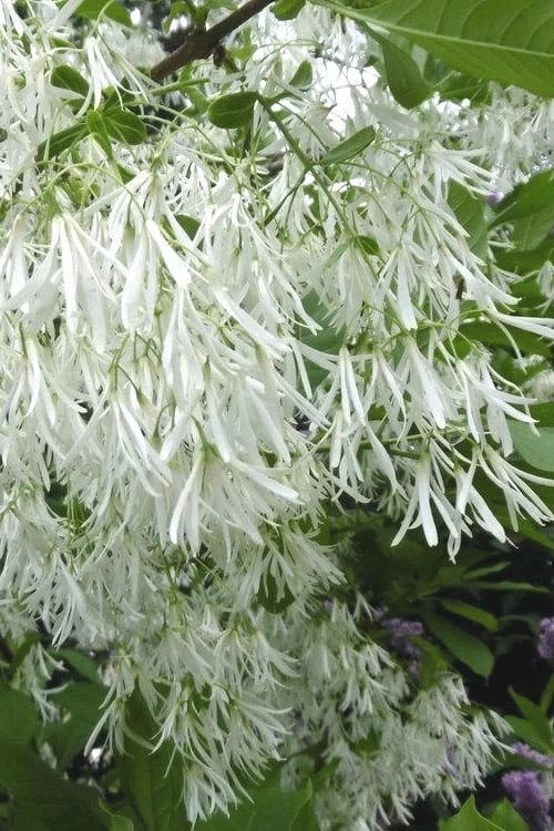 Grancy Graybeard - White Fringe Tree - 1 Gallon Pot