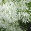 Grancy Graybeard - White Fringe Tree - 3 Gallon Pot