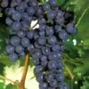 Concord Seedless Grape Vine - 1 Gallon Pot