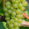 Niagara Seedless Grape Vine - 1 Gallon Pot