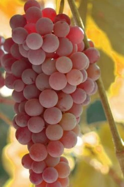 Reliance Red Seedless Grape Vine - 1 Gallon Pot