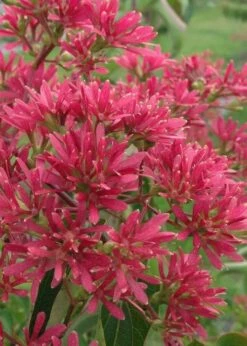 Temple Of Bloom Seven-son Flower (Heptacodium Miconioides) - 5 Gallon Pot