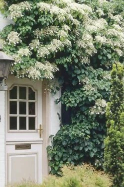Climbing Hydrangea 'Petiolaris' - 5 Gallon Pot