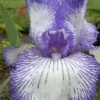 Hemstitched Reblooming Fragrant Bearded Iris- 1 Gallon Pot
