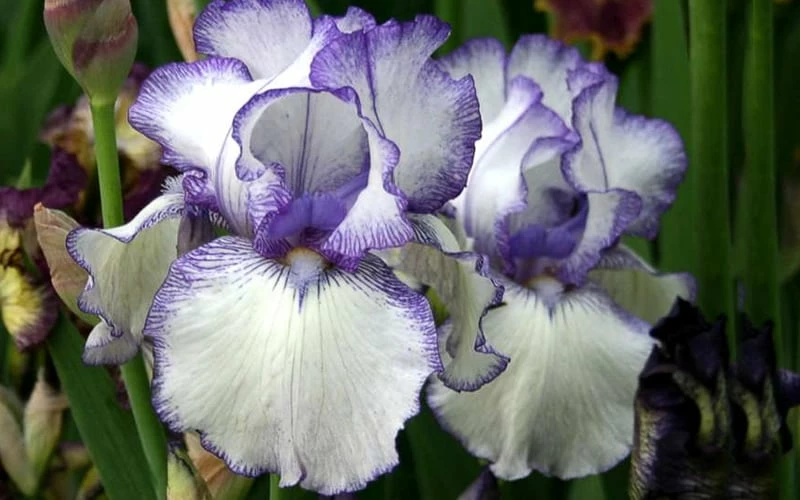 Hemstitched Reblooming Fragrant Bearded Iris- 1 Gallon Pot - Image 4