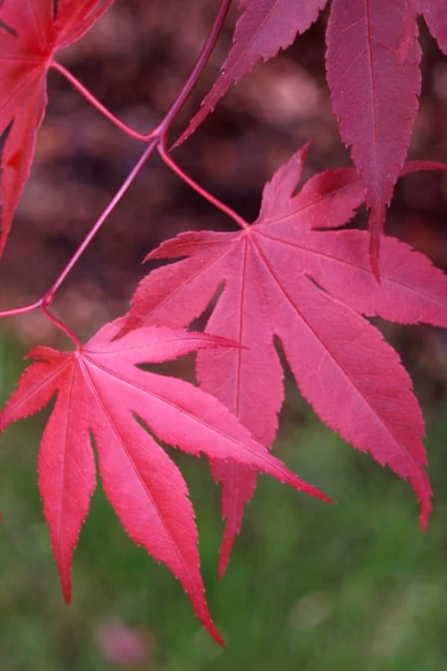 Bloodgood Red Leaf Japanese Maple - 3 Gallon Pot - Image 7