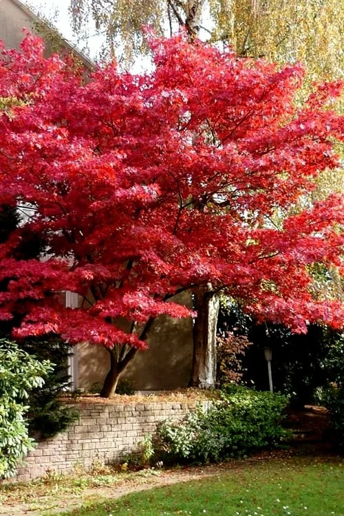 Bloodgood Red Leaf Japanese Maple - 5 Gallon Pot (2-3') - Image 6