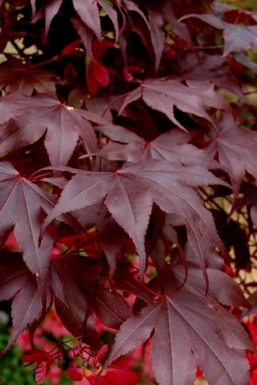 Bloodgood Red Leaf Japanese Maple - 3 Gallon Pot - Image 5