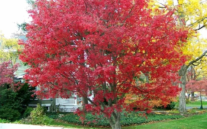 Burgundy Lace Japanese Maple - 2 Gallon Pot - Image 5