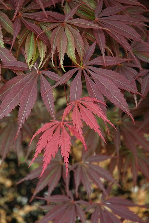 Burgundy Lace Japanese Maple - 2 Gallon Pot