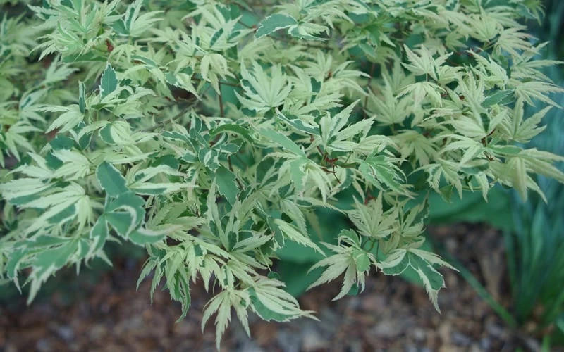 Butterfly Japanese Maple - 5 Gallon Pot - Image 7