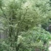 Butterfly Japanese Maple - 3 Gallon Pot
