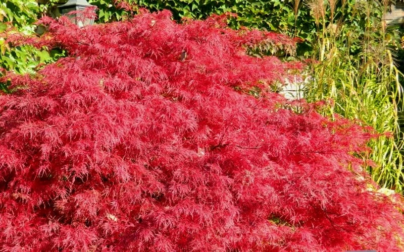 Crimson Queen Dwarf Japanese Maple - 2 Gallon Pot - Image 4