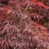 Firefall Lace Leaf Japanese Maple - 5 Gallon Pot