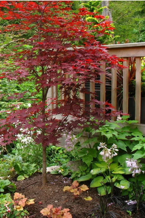 Fireglow Red Leaf Japanese Maple - 1 Gallon Pot - Image 4