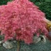 Hana Matoi Pink Leaf Japanese Maple - 6 Gallon Pot