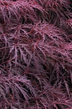 Inaba Shidare Red Japanese Maple - 2 Gallon Pot