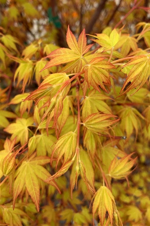 Katsura Japanese Maple - 3 Gallon Pot - Image 6