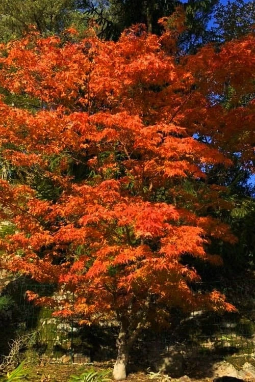 Katsura Japanese Maple - 3 Gallon Pot - Image 4