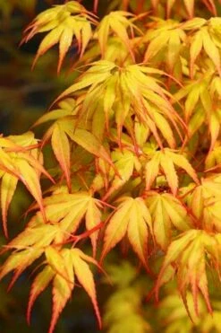 Katsura Japanese Maple - 3 Gallon Pot