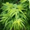 Mikawa Yatsubusa Japanese Maple - 5 Gallon Pot