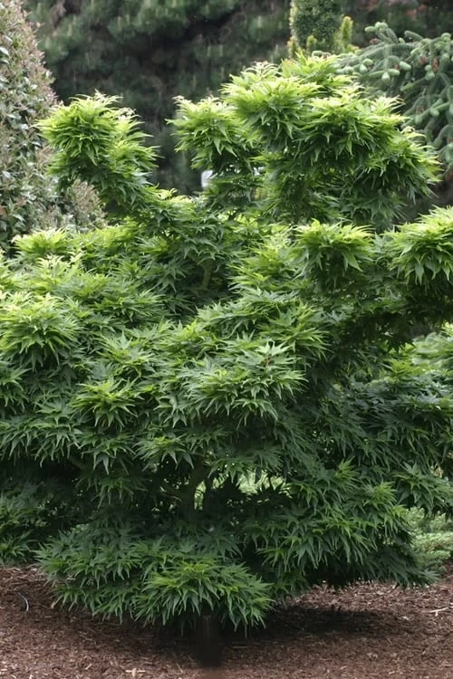 Mikawa Yatsubusa Japanese Maple - 1 Gallon Pot - Image 6