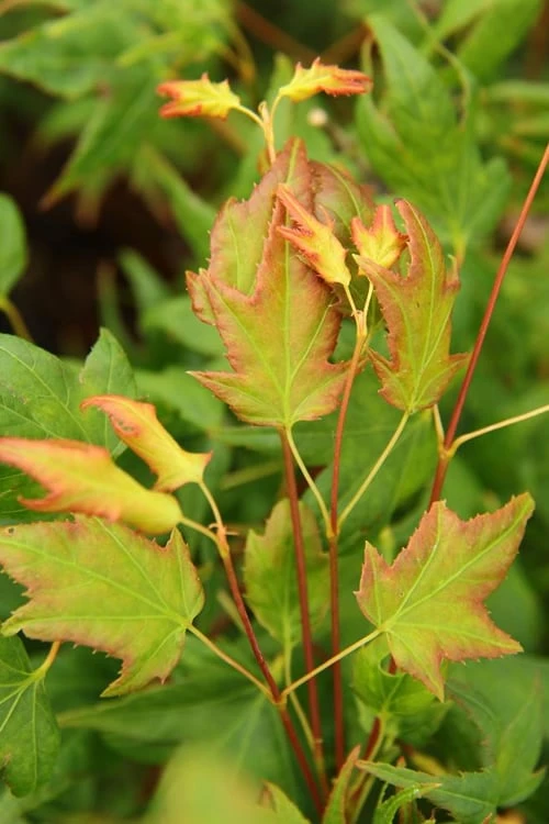 Mitsuba Yama Japanese Maple - 5 Gallon Pot - Image 4