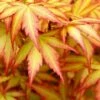 Orange Dream Japanese Maple - 1 Gallon Pot