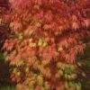 Orange Flame Japanese Maple - 3 Gallon Pot