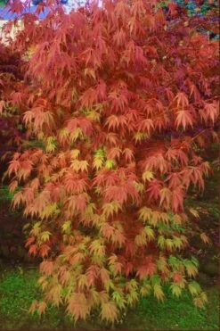 Orange Flame Japanese Maple - 2 Gallon Pot