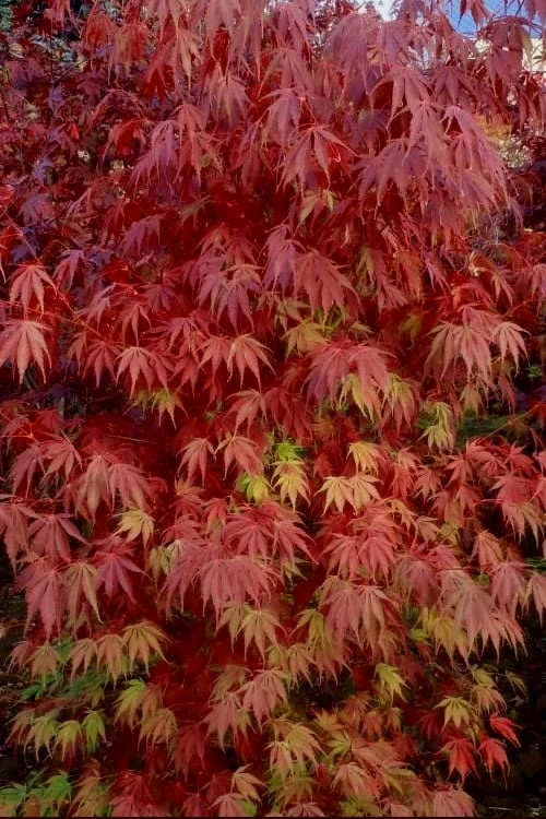 Orange Flame Japanese Maple - 2 Gallon Pot - Image 5