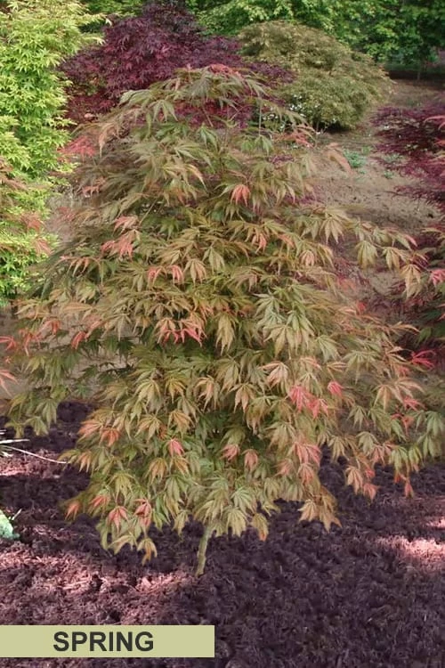 Orange Flame Japanese Maple - 2 Gallon Pot - Image 6