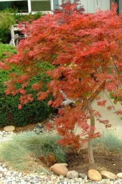 Orangeola Weeping Japanese Maple (High Graft Tree) - 3 Gallon Pot