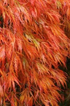 Orangeola Weeping Japanese Maple - 5 Gallon Pot