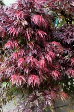 Oregon Sunset Japanese Maple - Acer Palmatum - 1 Gallon Pot
