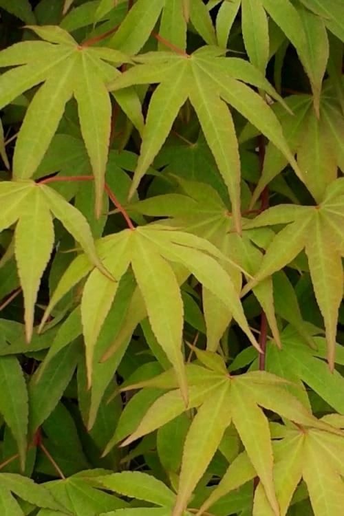 Osakazuki Japanese Maple - 1 Gallon Pot - Image 6